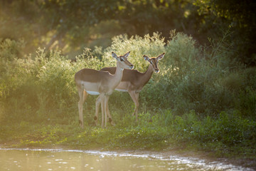 Two Common Impala female in backlit in Kruger National park, South Africa ; Specie Aepyceros...