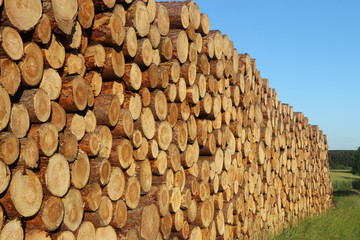 large stack of tree trunks lying in a summer landscape, forest in the background