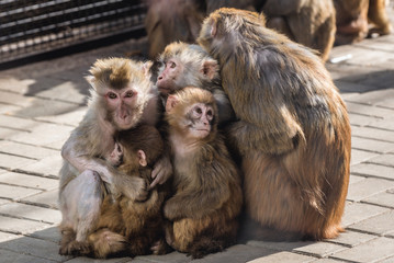 Groupl of Macaca mulatta - Old World monkeys in Beijing, capital city of China