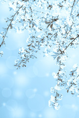 Lovely vertical background made of blooming cherry tree branch with shiny blurred sparkles