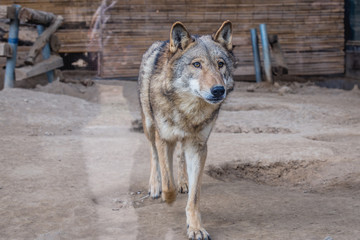 Canis lupus chanco - Mongolian wolf in Beijing, capital city of China