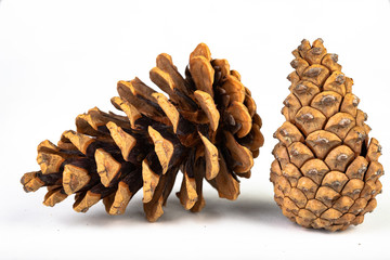 Black pine cone - Pinus nigra Arn. Cones that fell to the ground from a tree on a white table.