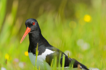 Eurasian Oystercatcher in nature