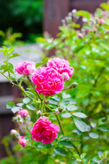 Flowers of climbing roses closeup in sunny summer day