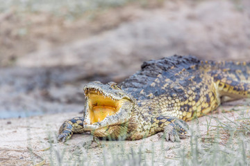 Nile crocodile in Kruger National park, South Africa