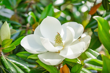 Southern Magnolia Tree Blossom