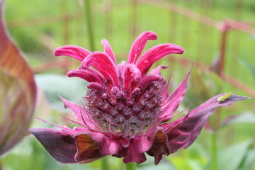 Bee Balm Flower Closeup