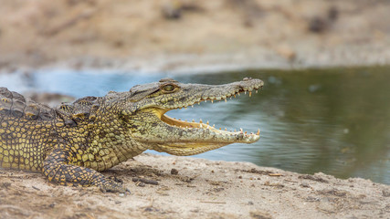 Nile crocodile in Kruger National park, South Africa