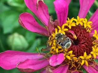 Bee Balm Flower closeup