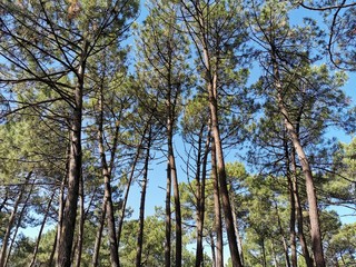 summer beach horses animal sun