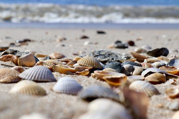 shells on the beach