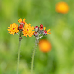 Blühendes Habichtskraut, Hieracium