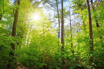 Fototapeta na wymiar Sunlight in the green summer forest in germany.