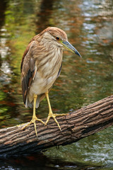 Black Crowned Night Heron Heron 02