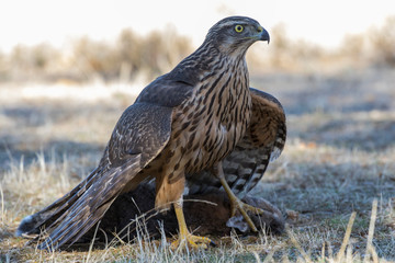 Young northern goshawk, Accipiter gentilis, feeding on a rabbit on the ground. Spain