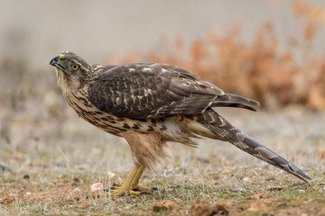 Young northern goshawk, Accipiter gentilis, perched on the ground. Spain