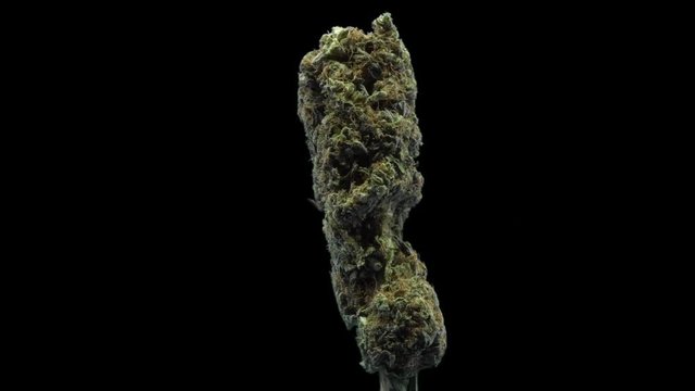 Cannabis, Special, Sour Diesel, Rotate, Strain, Bud