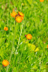 Habichtskraut, Hieracium