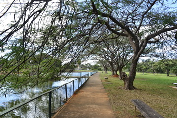 Fototapeta premium A beautiful view of Brasilia Zoo in the city.