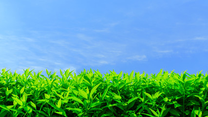 Obraz premium Fresh green hedge row on a clear blue sky background with copy space.