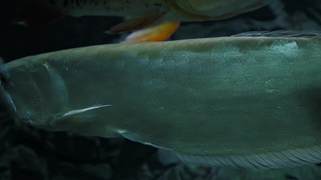 Fish silver arowana (Osteoglossum bicirrhosum) in an aquarium or river. Slow motion.