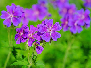 Blühender Storchschnabel, Geranium magnificum