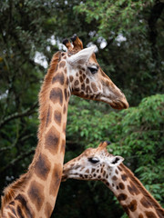 Giraffe in Nairobi National Park, Kenya