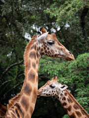 Giraffe in Nairobi National Park, Kenya