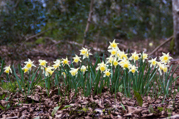 Daffodils in spring in their natural habitat. Yellow flowers in season, green field