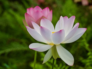 Obraz premium Two Beautiful Pink Lotus Flowers in the Botanical Garden
