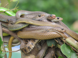 A ball of snakes on a branch on a green background. Zoo in Vietnam.