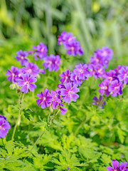 Geranium magnificum, Storchschnabel