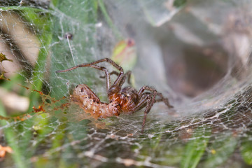 Funnel-web spider, Agelena labyrinthica, caught a caterpillar in its web