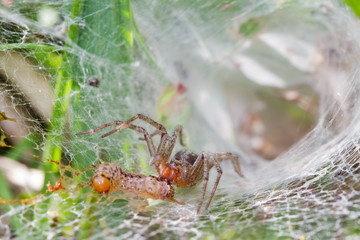 Funnel-web spider, Agelena labyrinthica, caught a caterpillar in its web