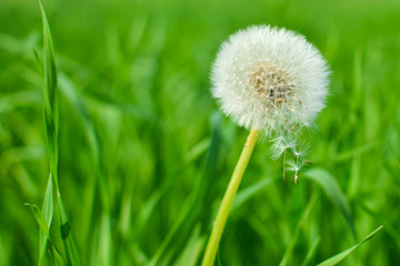 Dandelion on background of grass. Air dandelion on green grass background in the sun.