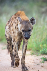 Obraz premium Spotted hyaena walking on safari dirt road in Kruger National park, South Africa ; Specie Crocuta crocuta family of Hyaenidae