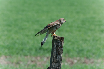 kestrel on a post