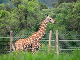 Giraffe in Nairobi National Park, Kenya