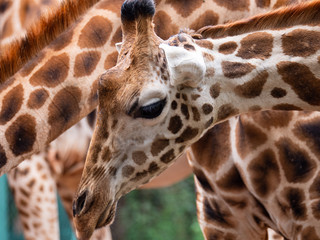 Giraffe in Nairobi National Park, Kenya