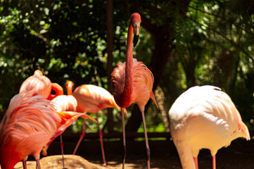 Flamenco a la expectativa