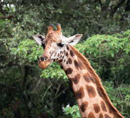 Giraffe in Nairobi National Park, Kenya