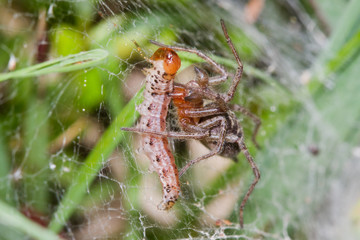 Funnel-web spider, Agelena labyrinthica, caught a caterpillar in its web