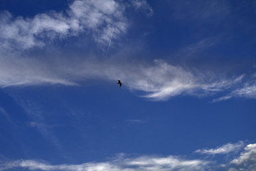 seagull in the sky,bird,freedom,cloud,blue,nature,flight, gull,white, wings, plane,