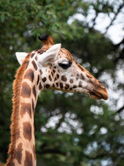 Giraffe in Nairobi National Park, Kenya