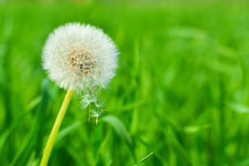 Dandelion on background of grass. Air dandelion on green grass background in the sun.