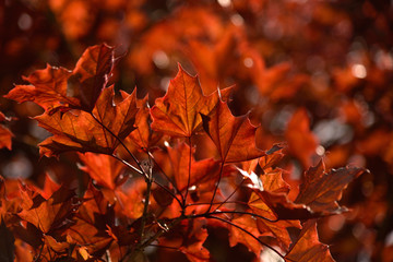 Beautiful red acer leaves, abstract nature pattern with copy space, selective focus on the tree branch in foreground, blurred background with bokeh