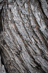 Rustic vintage Old Wood Tree bark Texture Background.