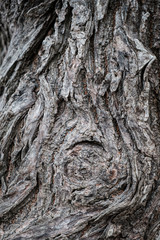 Rustic vintage Old Wood Tree bark Texture Background.