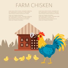 Farm chicken characters. Singing rooster banner vector flat illustration. Cute and funny hens. Cock looking after chicks while they scrounge for food. Animals near farm house.