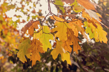 Autumnal leaves illuminated by the sun